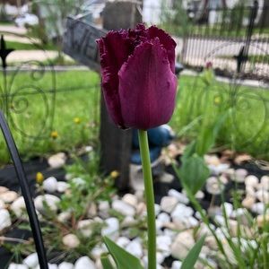 Meet your Posher, Cecilia